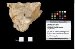 Foto (Objekt + Etikett) von Abyssophthalmus mirum  (NHMW-GEO-1990-0041-3300)